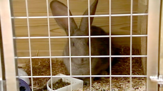 Pampered Bunnies Live In Luxurious Hutch Video Abc News