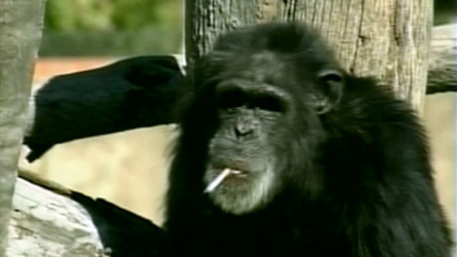 smoking chimpanzee smoking chimpanzee