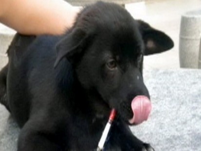 Video: Dog in China smokes a pack and a half a day.