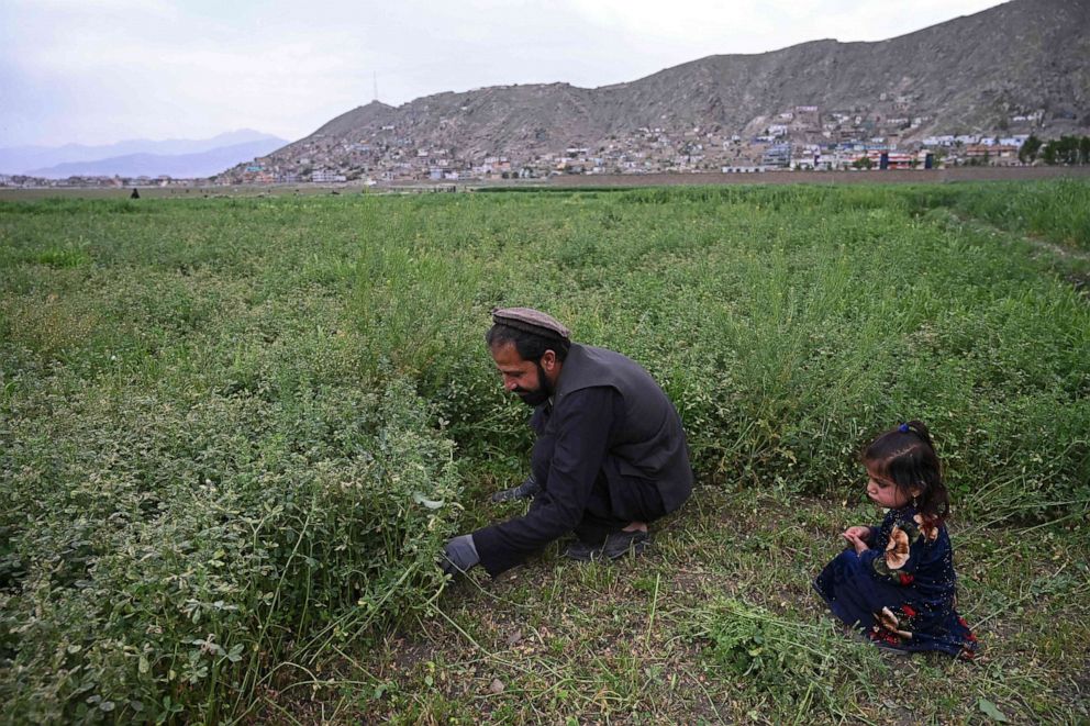 PHOTO: A man is seen working at a field on the outskirts of Kabul on April 27, 2021.