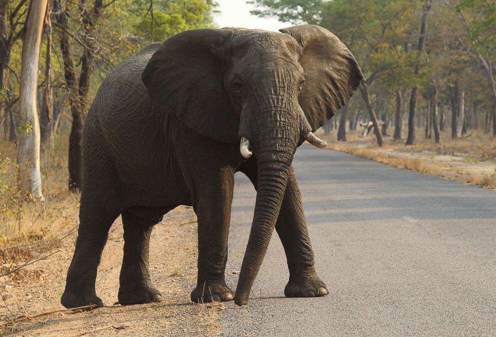 PHOTO: An elephant crosses the road in Hwange National Park, about 435 miles south west of Harare, Oct. 1, 2015, Zimbabwe. 