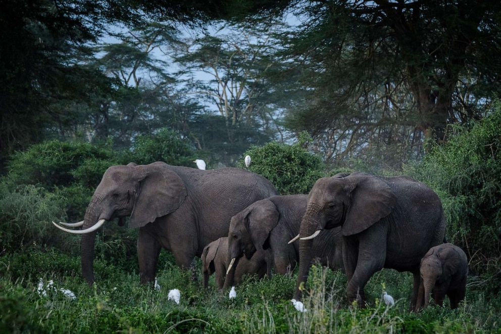 PHOTO: A general view of elephants grazing at Kimana Sanctuary in Kimana, Kenya, March 2, 2021.