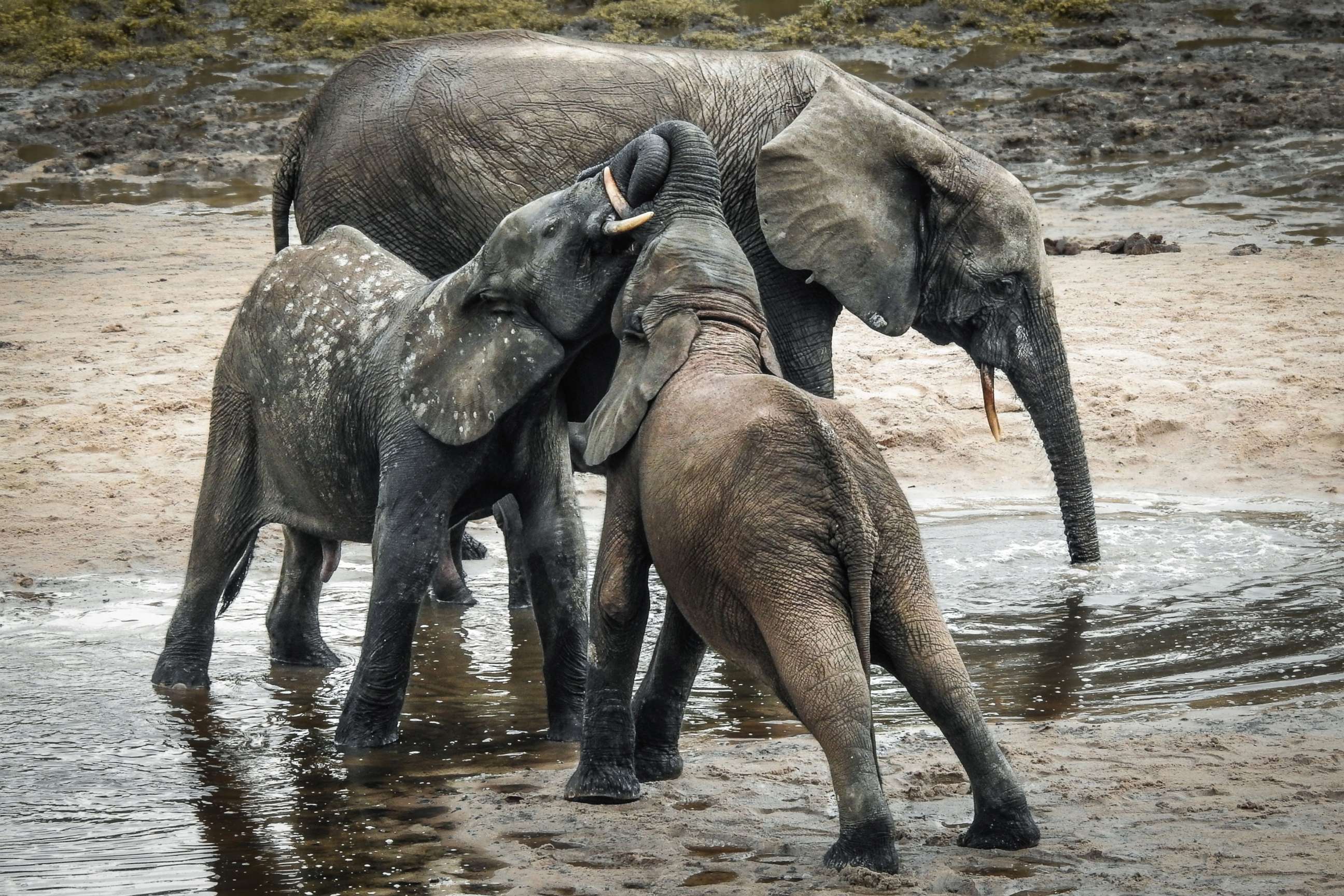 PHOTO: A wild forest elephant and calves bathe in the marshes of in Bayanga Equatorial Forest, part of the Dzanga Sangha Reserve in south-western Central African Republic, April 11, 2019.