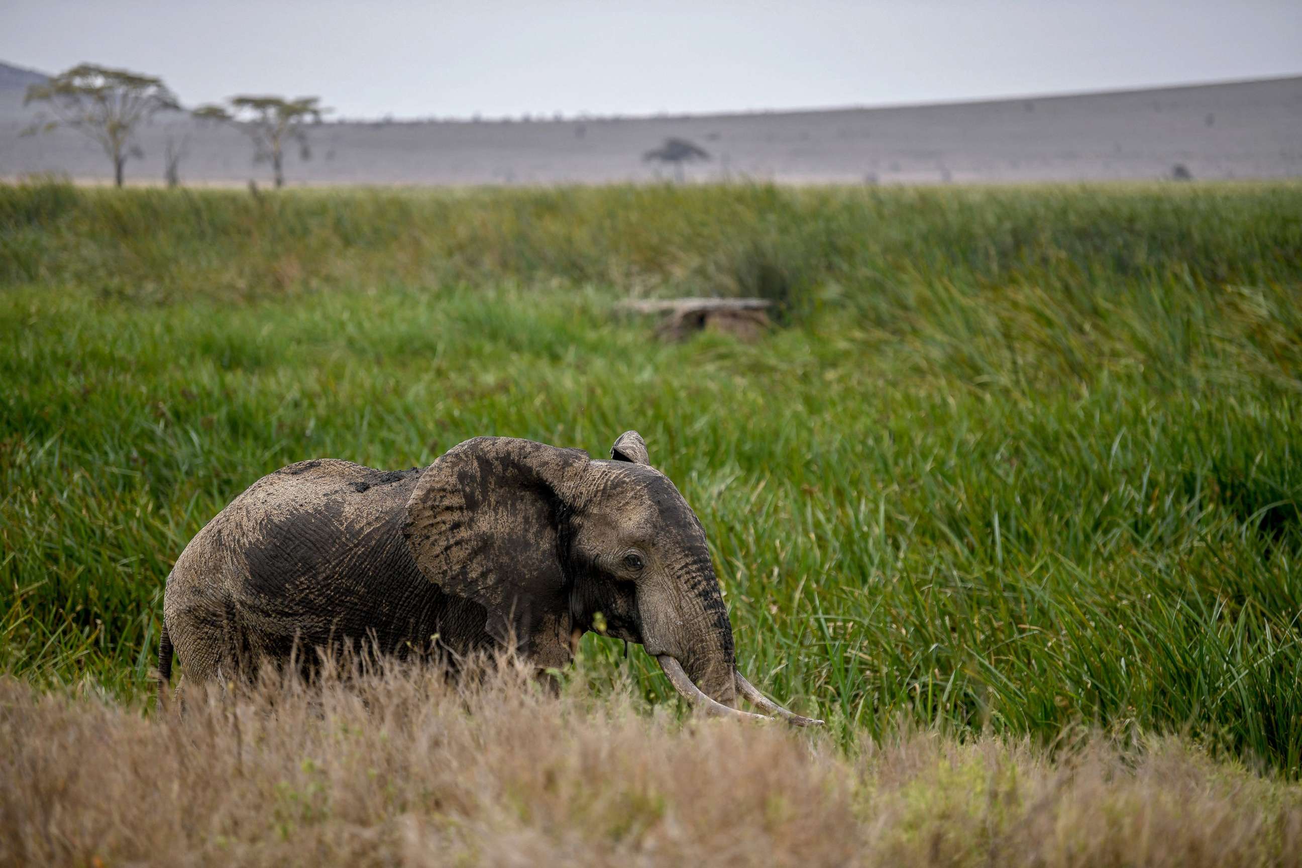 PHOTO: A young bull elephant moves towards a swamp at the Lewa Wildlife ConserA young bull elephant moves towards a swamp at the Lewa Wildlife Conservancy's in Meru on July 30, 2021.