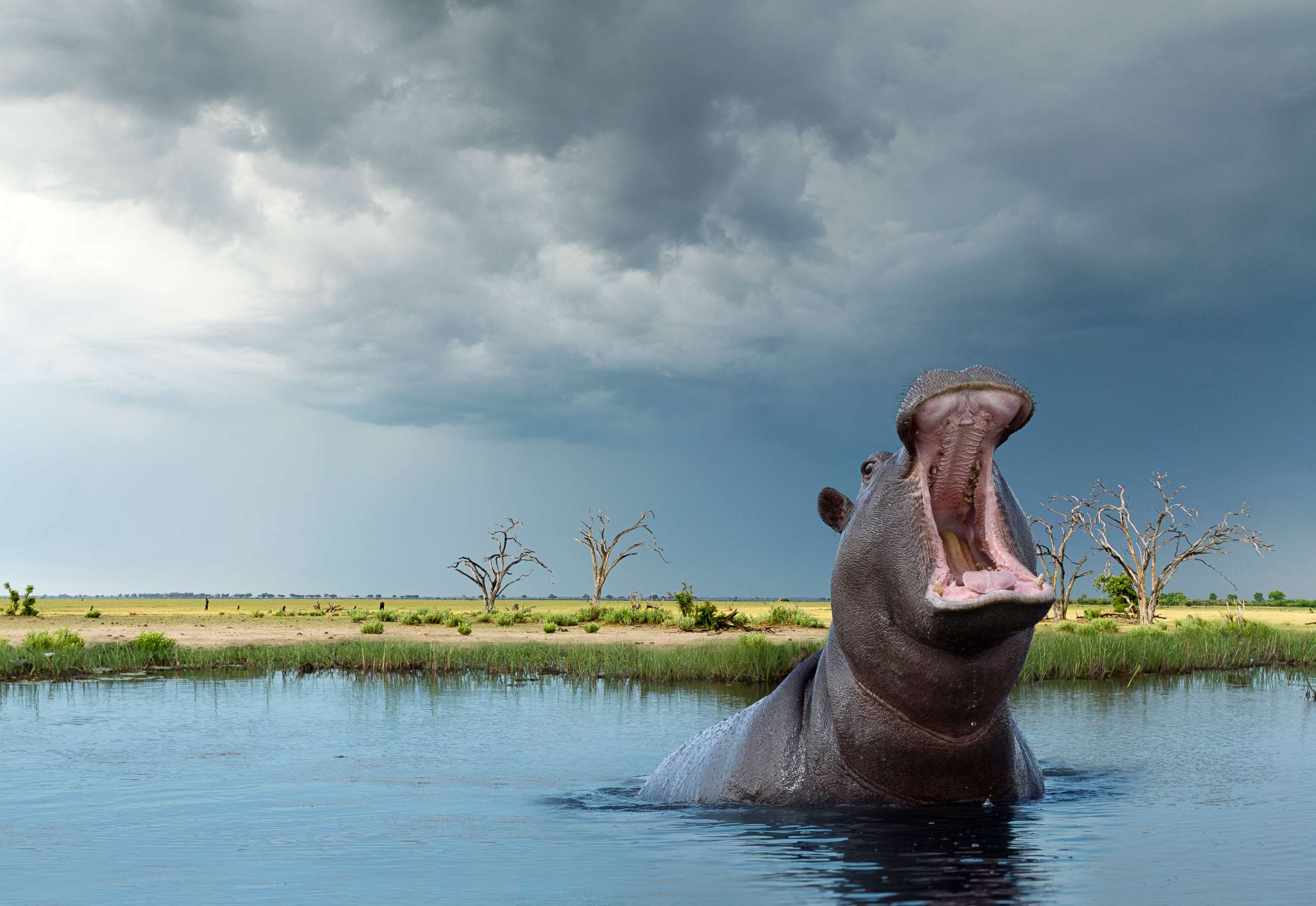 PHOTO: An African hippopotamus is seen in this stock photo.