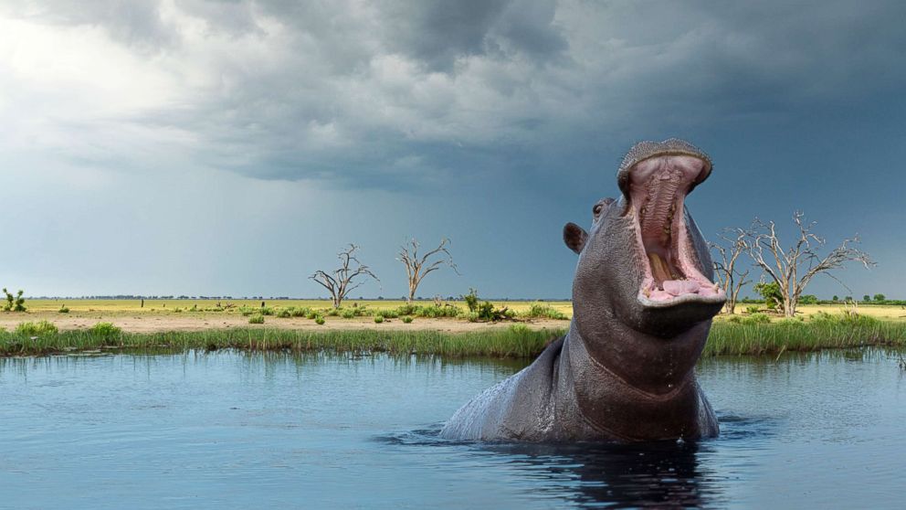 American Woman Attacked By Hippo After Boat Capsizes On - 