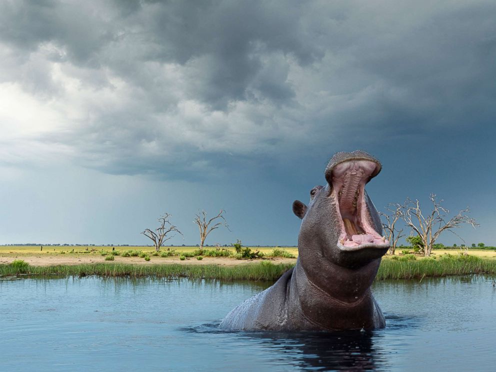ヒッポ海を渡る　7か国　Hippo Goes Overseas American woman attacked by hippo after boat capsizes on Zimbabwe