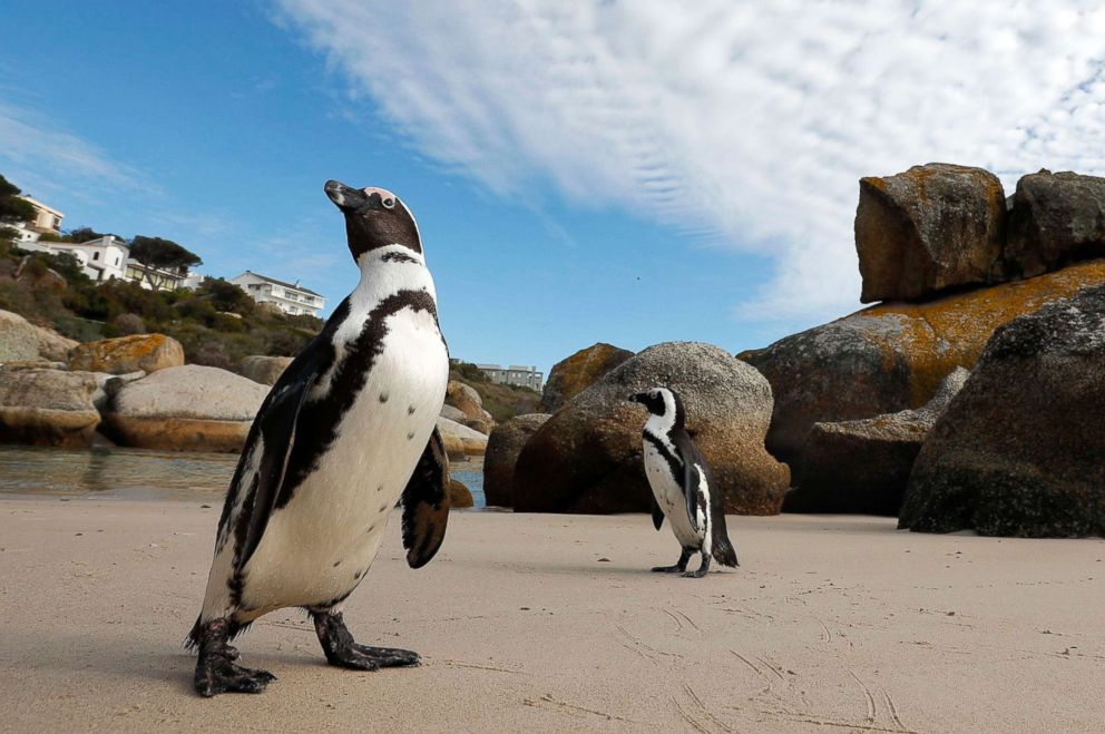 PHOTO: African penguins walk on Boulders Beach in Cape Town, South Africa, April 20, 2018.