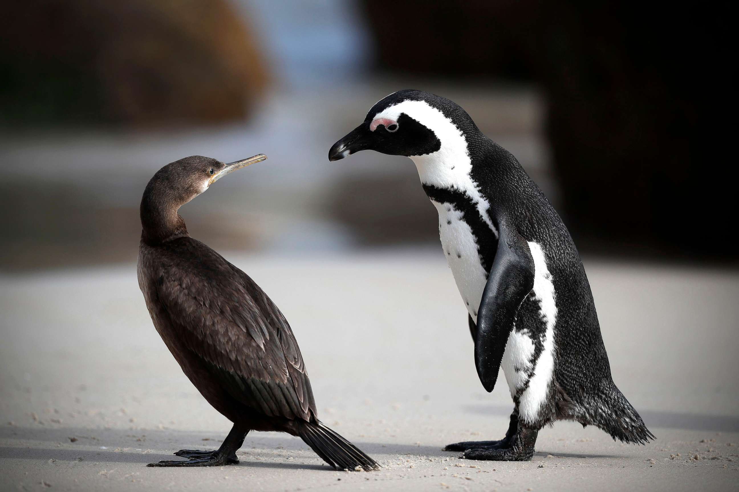 PHOTO: An African penguin, right, interacts with a Cape Cormorant on Boulders Beach in Cape Town, South Africa, April 20, 2018. Some 18 abnormal penguin deaths have been recorded with four confirmed as avian influenza since late January at Boulders Beach.