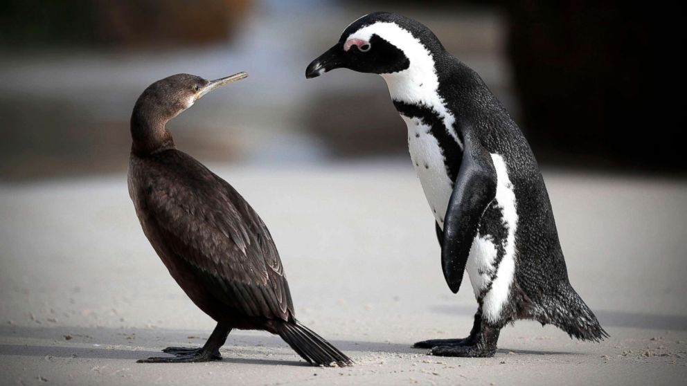 An African penguin, right, interacts with a Cape Cormorant on Boulders Beach in Cape Town, South Africa, April 20, 2018. The Western Cape Local Government and the South African Environmental Affairs Department says it has recorded 18 abnormal penguin deaths with four of these cases confirmed as avian influenza since late January at Boulders Beach.