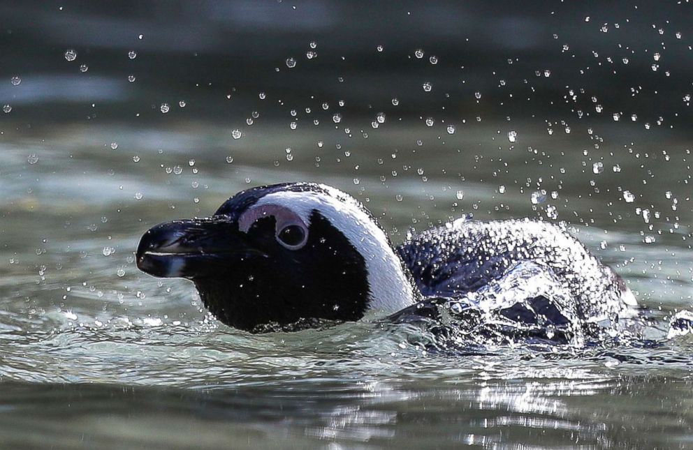 PHOTO: An African penguin swims in the ocean off Boulders Beach in Cape Town, South Africa, April 20, 2018.