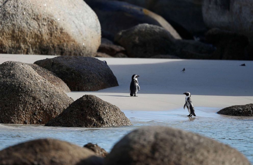 PHOTO: Boulders Beach in Cape Town, South Africa, April 20, 2018, where a colony of endangered African penguins are currently fighting an outbreak of avian flu.