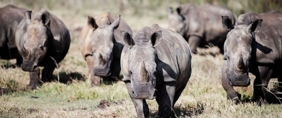 PHOTO: Wild white rhinos are seen at an undisclosed location in the North-West Province of South Africa, on April 2, 2023.