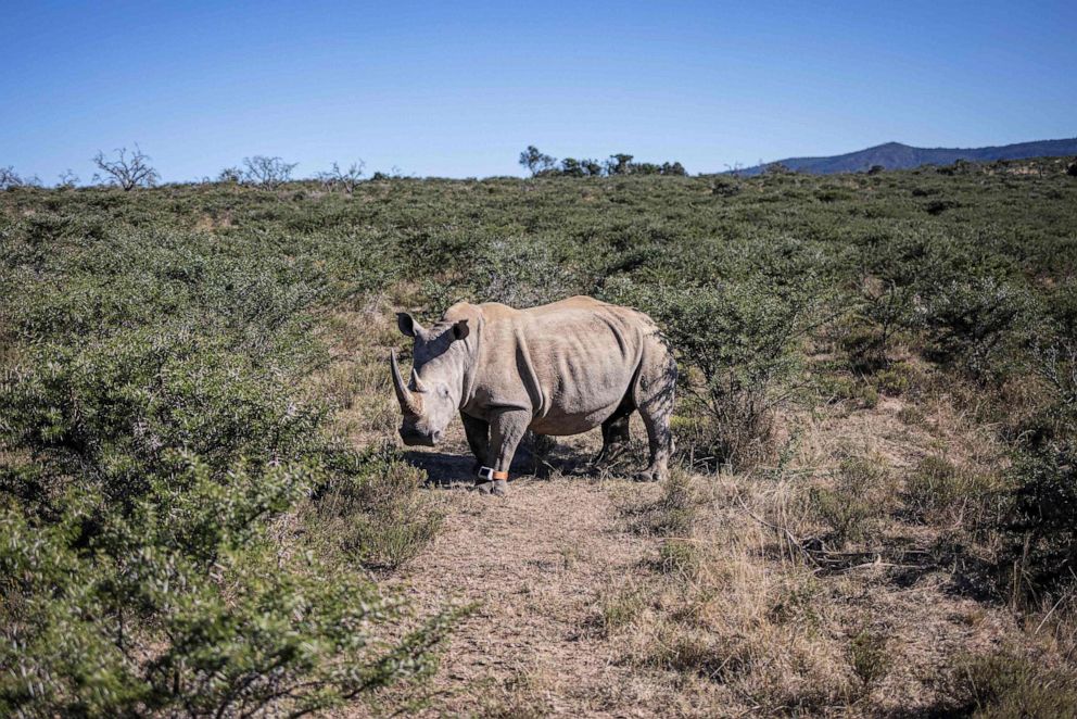 PHOTO: A rhino wakes up after being darted to fit new anti poaching measures at Buffalo Kloof game reserve outside Gqeberha on April 5, 2023.