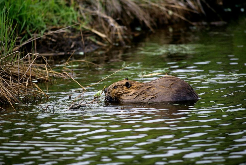 PHOTO: A beaver feeds a on willow branch at Beaver Pond in Denali National Park in Alaska.