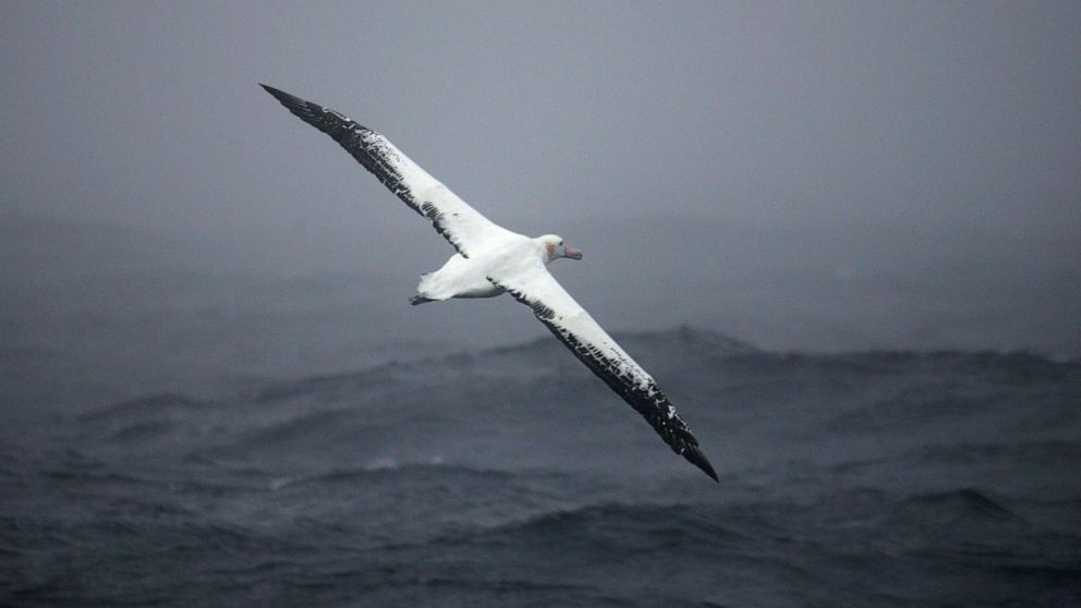 PHOTO: An albatross flies over the Austral seas off the archipelago of Crozet, July 1, 2007. - Albatross fitted with small trackers between November 2018 and May 2019, helped find illegal fishing in the antarctic ocean.
