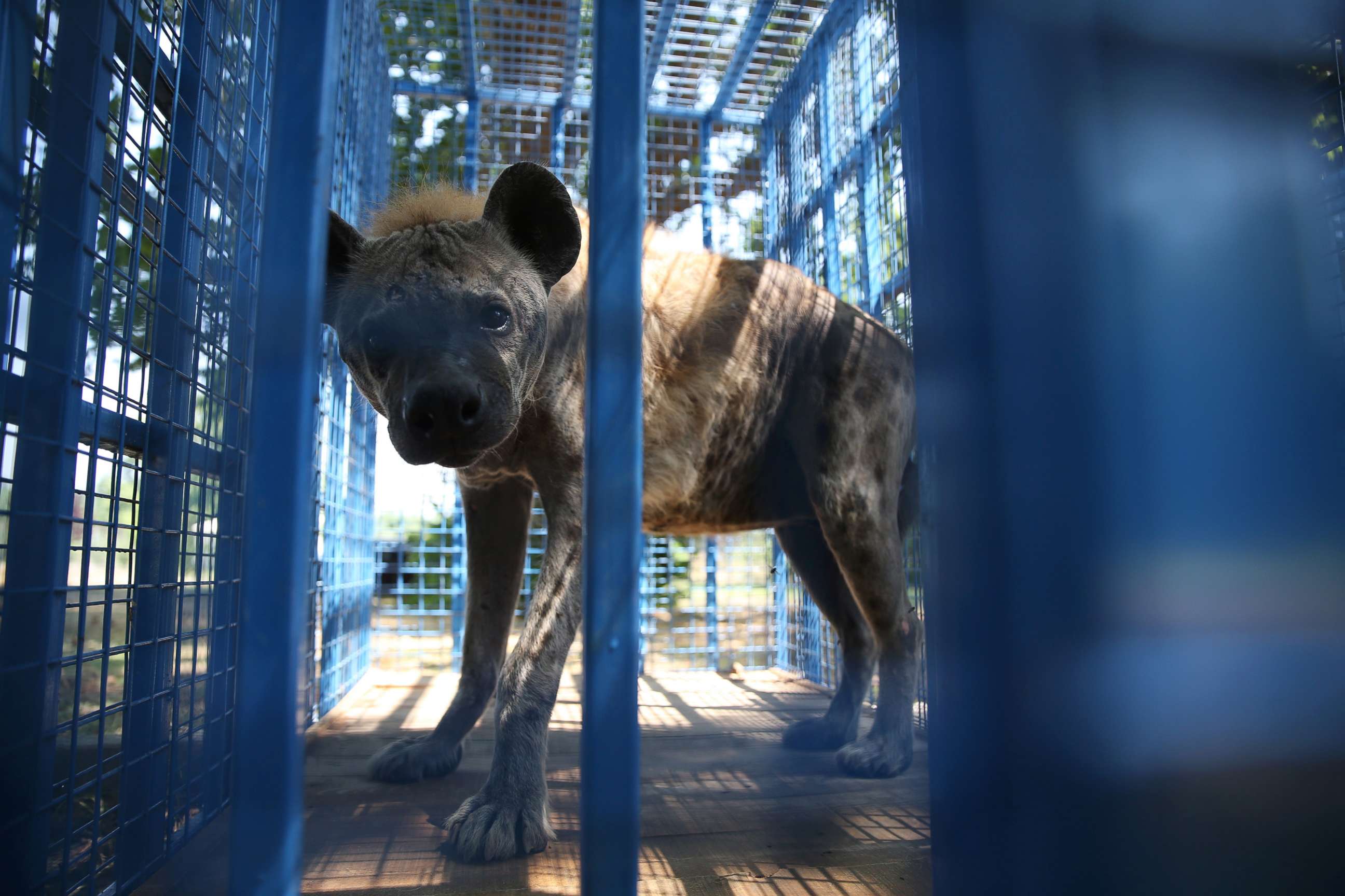 PHOTO: A rescued hyena from Syria's Aleppo zoo looks out from a cage in Bursa, Turkey, July 26, 2017.