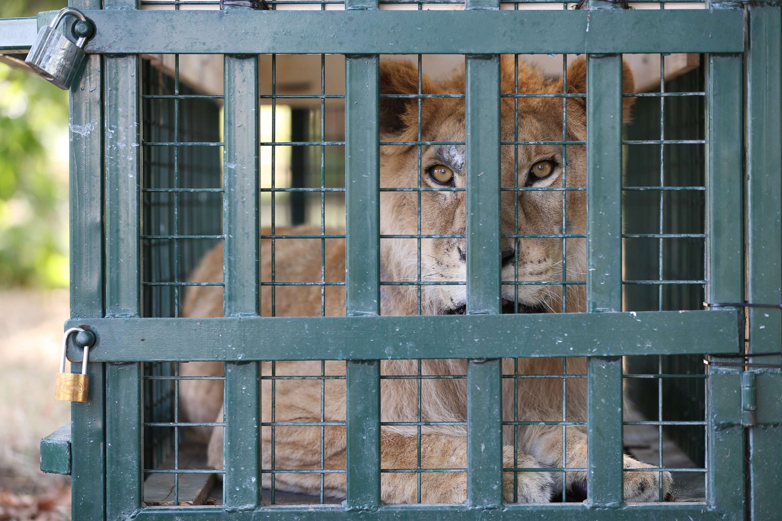 PHOTO: A lion looks out from his cage after being rescued from Syria's Aleppo zoo and arriving in Bursa, Turkey, July 26, 2017.