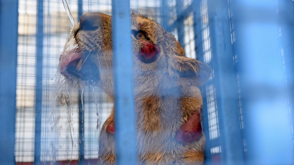 An injured lion is given water while being transported to Turkey after being rescued from Syria's Aleppo zoo, July 22, 2017. 
