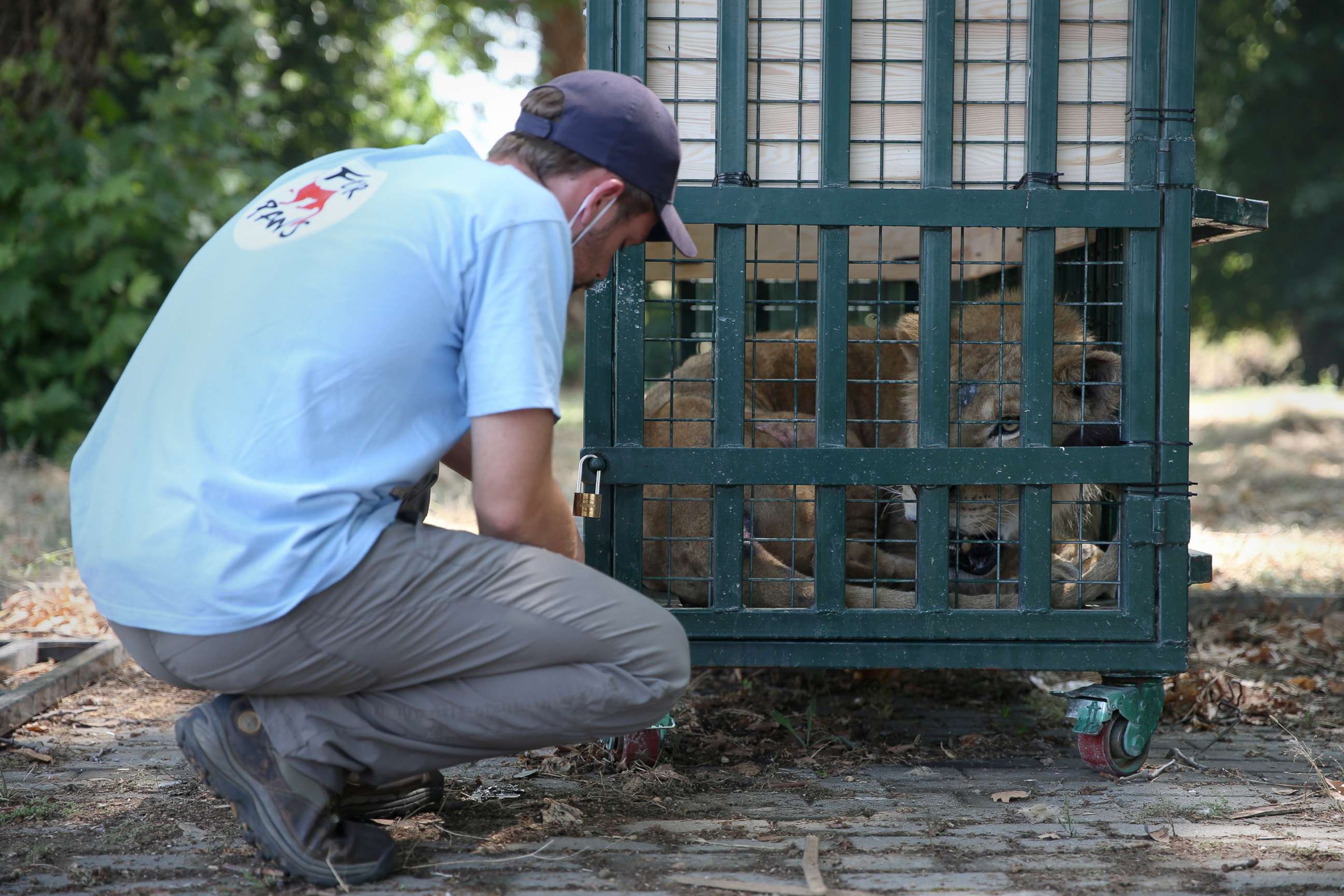 PHOTO: A member of Four Paws checks on a lion rescued from Syria's Aleppo Zoo in Bursa, Turkey, July 26, 2017. 
