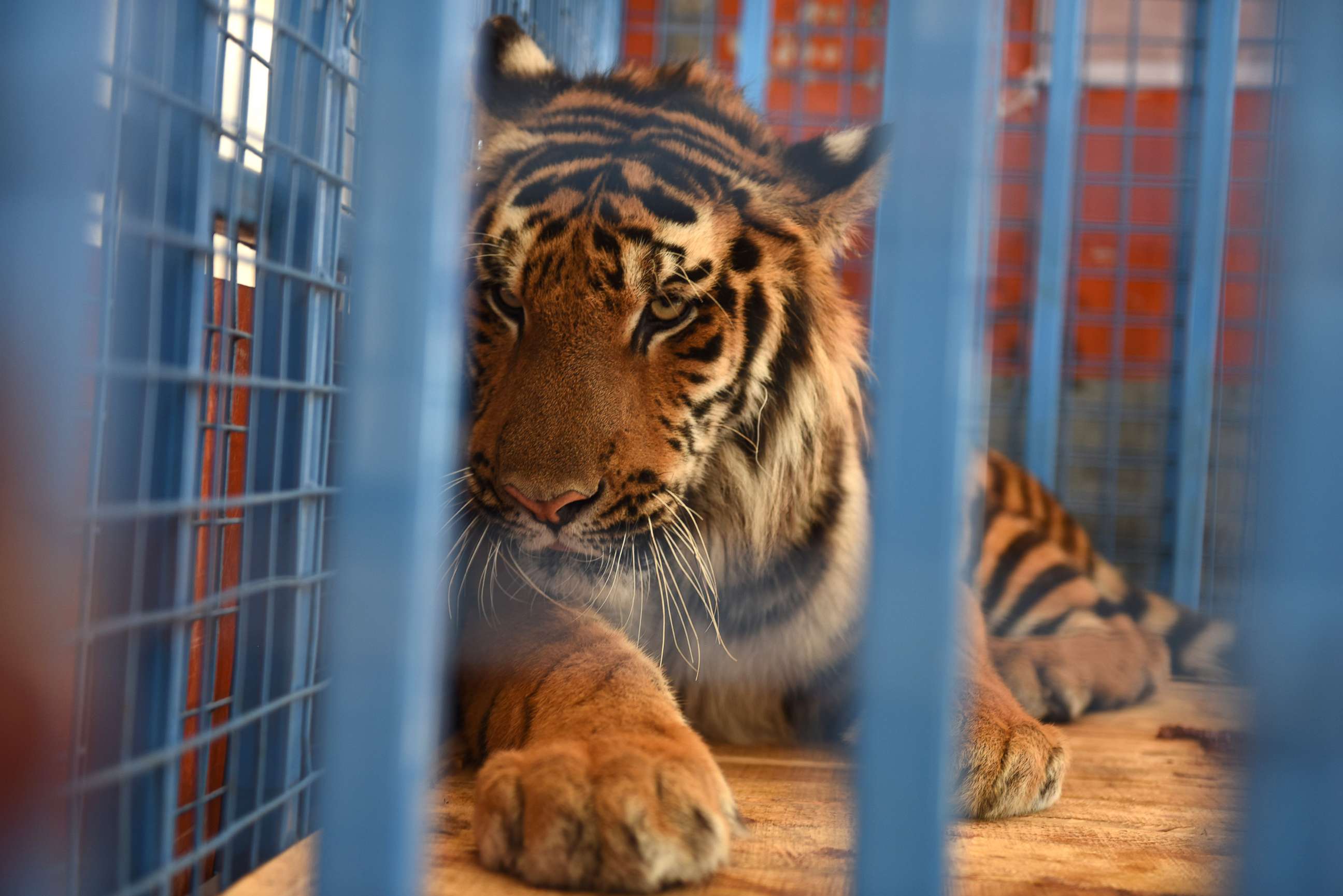 PHOTO: A tiger is loaded into a Turkish truck from a Syrian vehicle during transportation to Turkey after being rescued from Syria's Aleppo zoo. 
