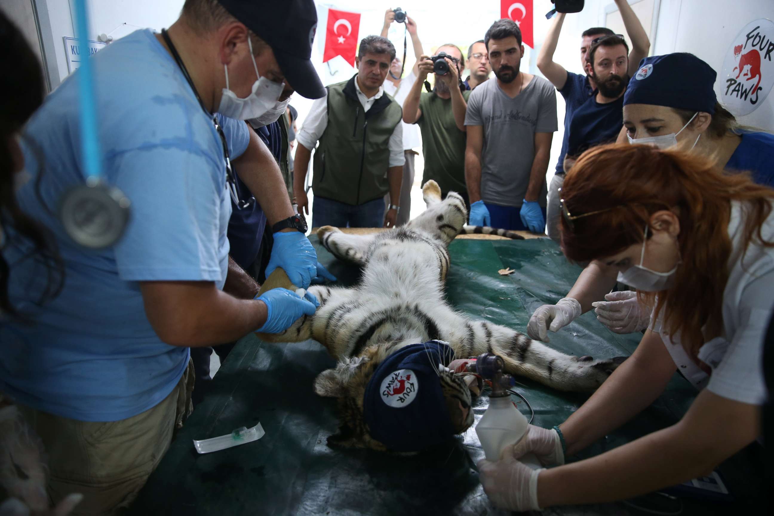 PHOTO: A tiger rescued from Syria's Aleppo zoo receives a medical treatment from members of Four Paws, in Bursa, Turkey, July 26, 2017. 