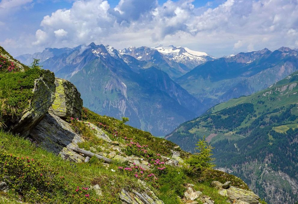 PHOTO: The Rusty-leaved Alpine Rose (Rhododendron ferrugineum) blooms on a mountain in the Hohe Tauern National Park, July 24, 2021, in Matrei, Austria.