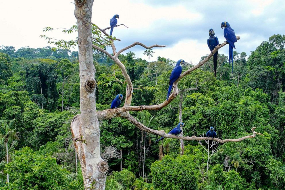PHOTO: Hyacinth macaw (Anodorhynchus hyacinthinus) in the canopy of a tree in an area of Brazilian Amazon forest.