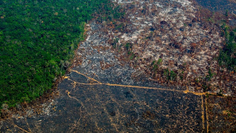 Deforestation of  rainforest accelerates amid COVID-19 pandemic - ABC  News