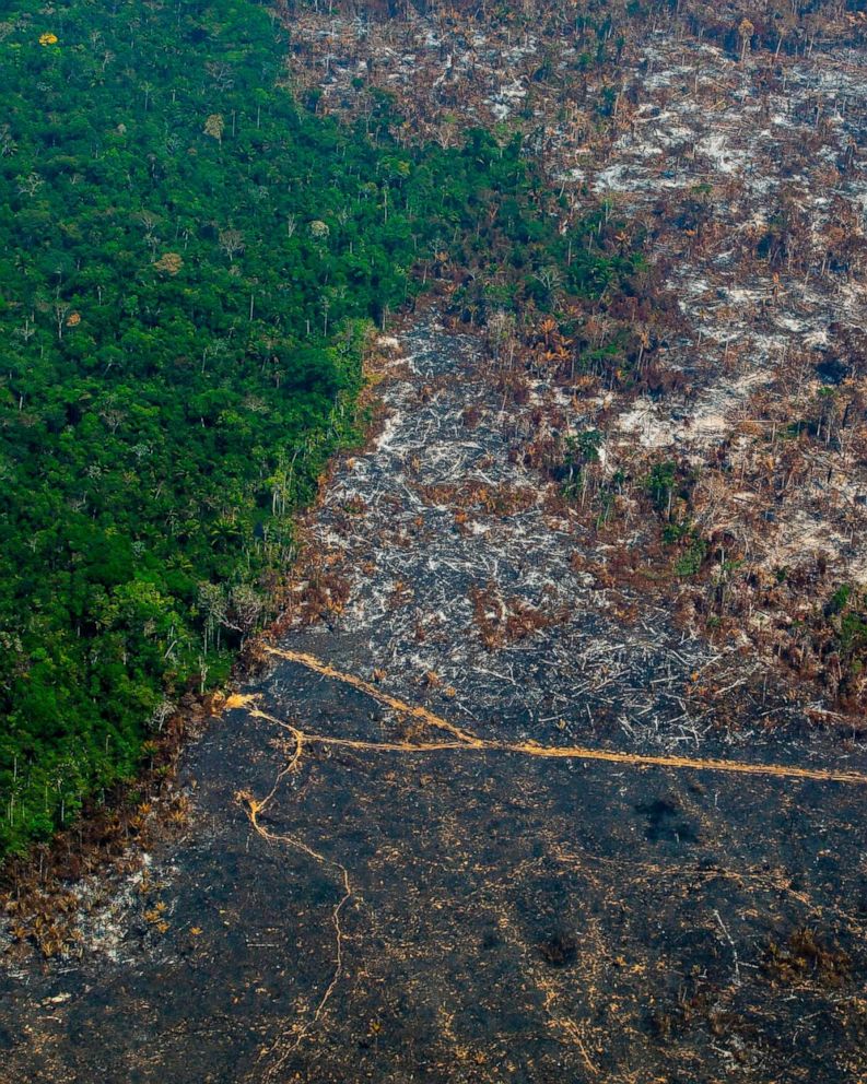 Deforestation Of Amazon Rainforest Accelerates Amid Covid 19 Pandemic Abc News