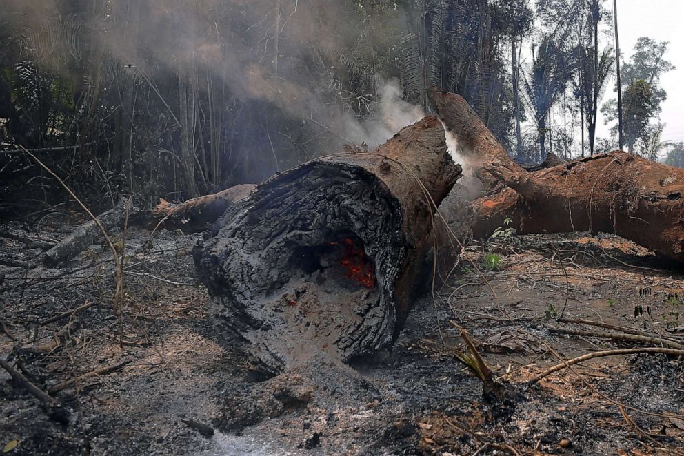 PHOTO: Smoke billows from a felled tree in the surroundings of Porto Velho, Rondonia State, in the Amazon basin in west-central Brazil, Aug. 24, 2019.