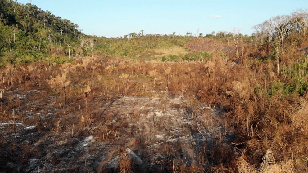 PHOTO: The Guajajara say the pace of deforestation in the Amazon has accelerated in recent years.