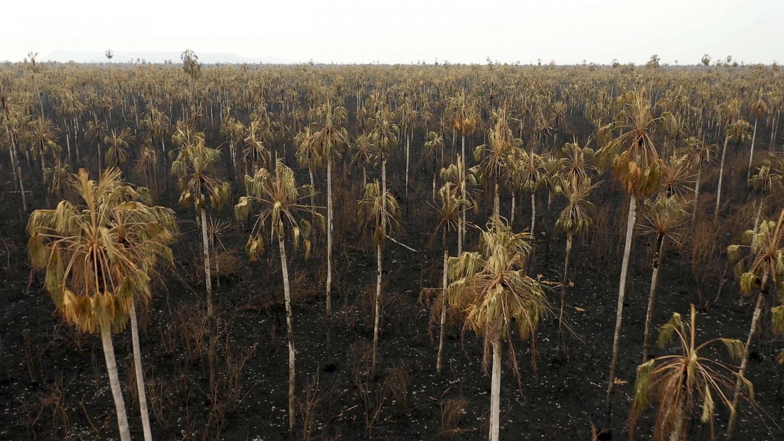 Photos The Burning Amazon Rainforest Photos Abc News 8421