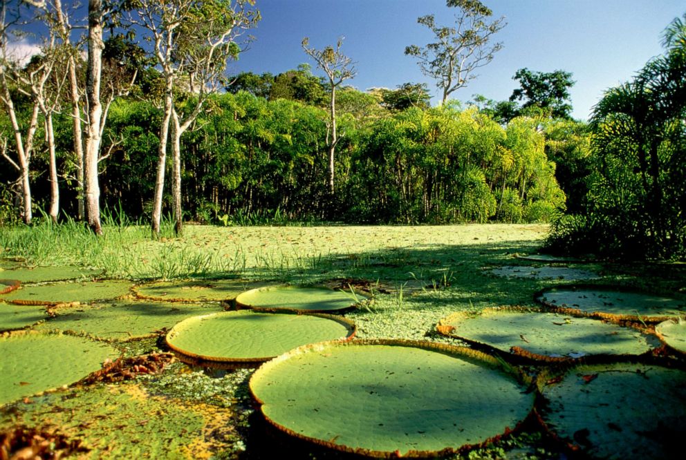 PHOTO: A portion of the Amazon rainforest is seen in this stock photo.