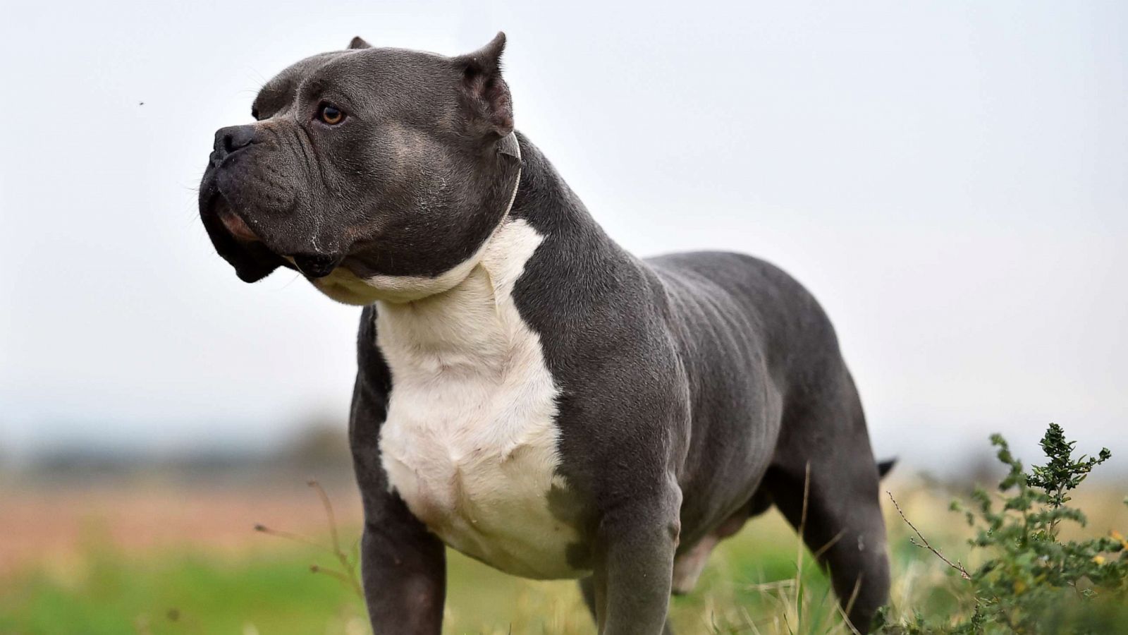 American XL Bully dogs to be banned in the UK following string of attacks -  ABC News