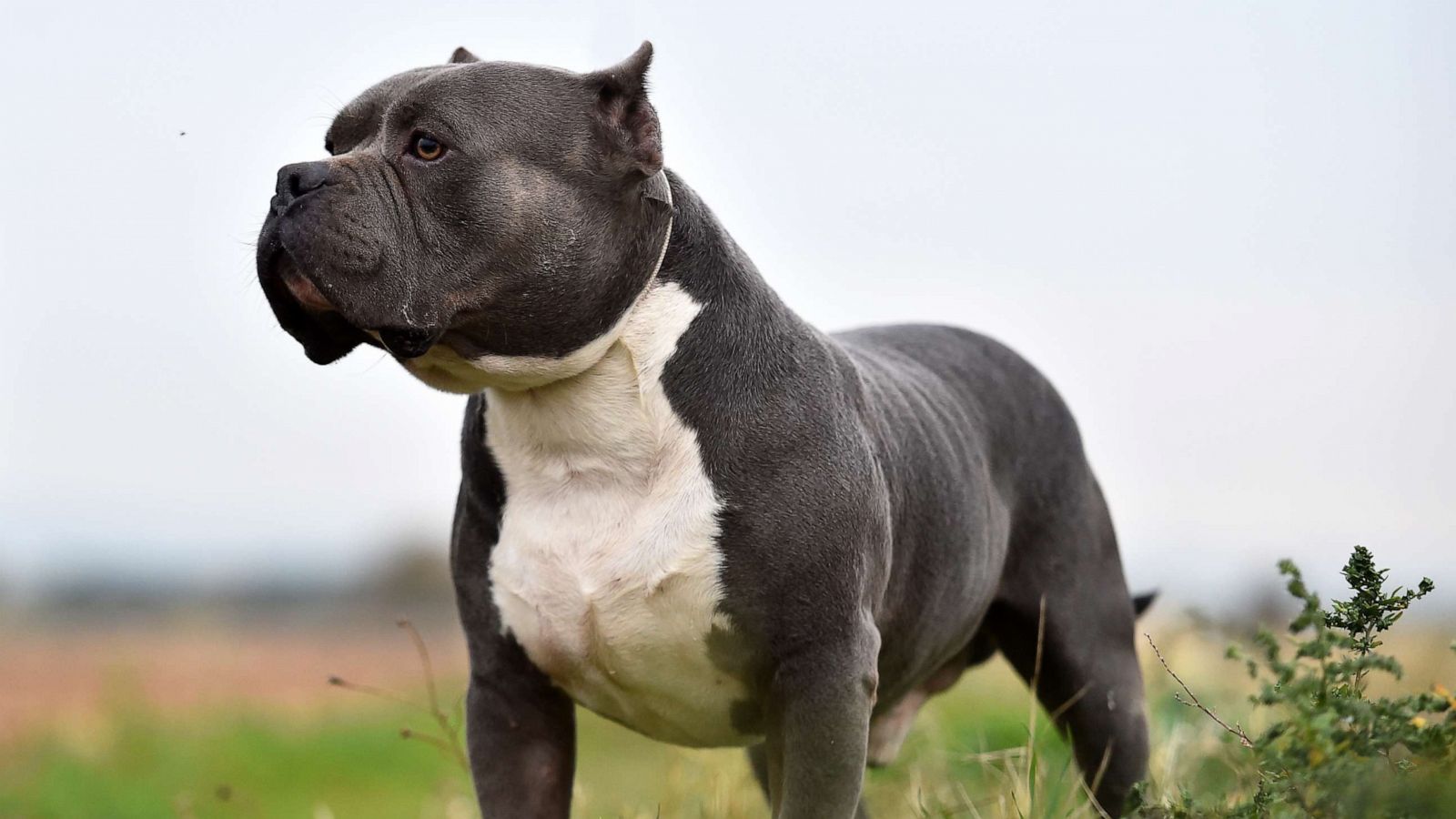 More info on dog breeds - Part 1 - Bully Breeds.