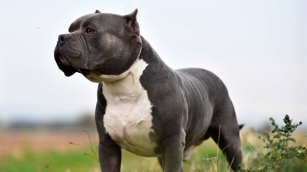 سيتم حظر الكلاب الأمريكية XL Bully في المملكة المتحدة بعد موجة من الهجمات