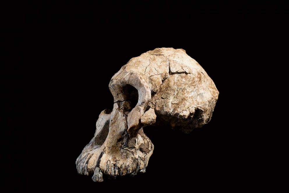 PHOTO: A group of researchers has discovered a "remarkably complete" cranium of a 3.8-million-year-old early human ancestor in the Afar region of Ethiopia.