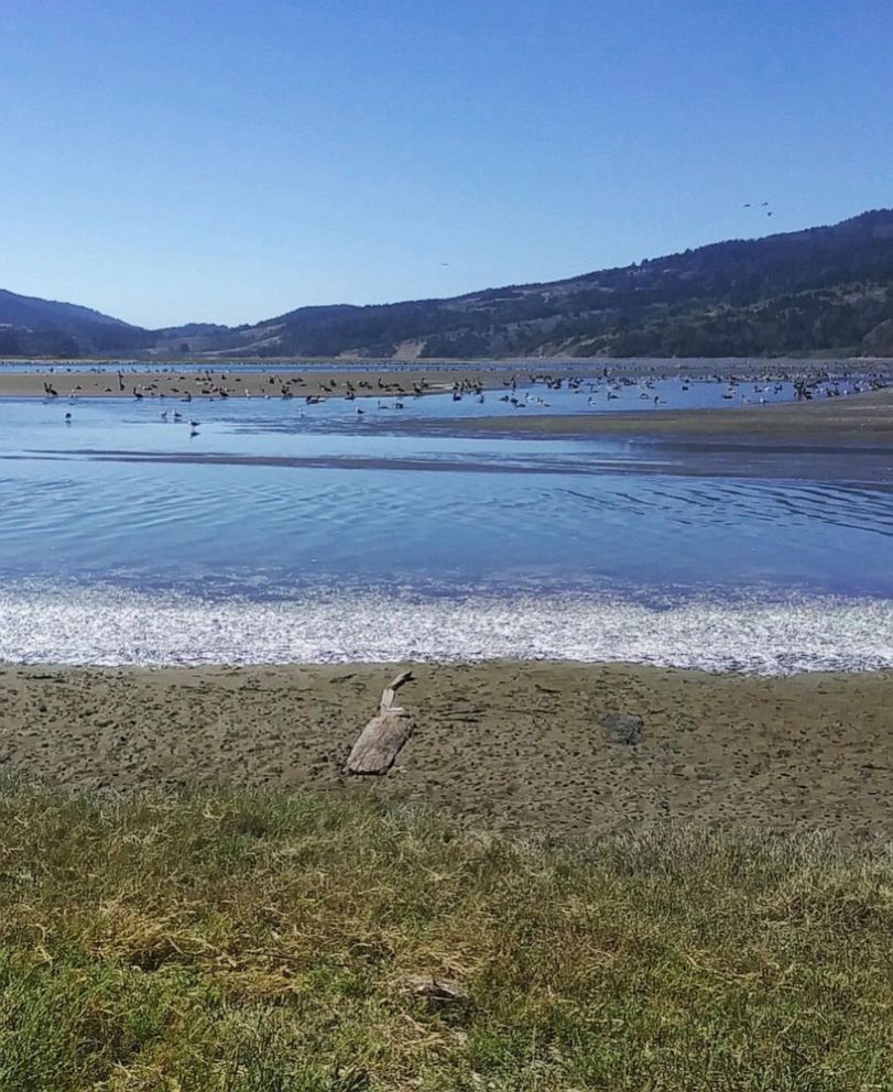 PHOTO: Thousands of dead anchovies washed up on the Bolinas Lagoon shore in Marin County, Calif. this week.