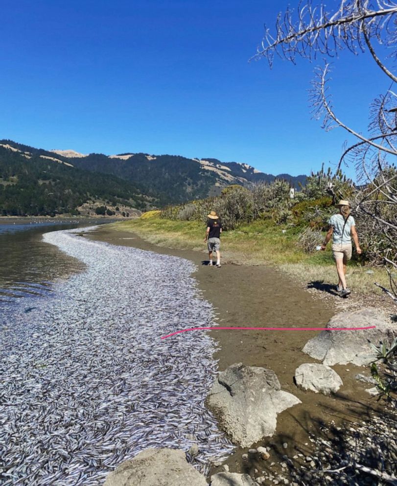 PHOTO: Thousands of dead anchovies washed up on the Bolinas Lagoon shore in Marin County, Calif. this week.