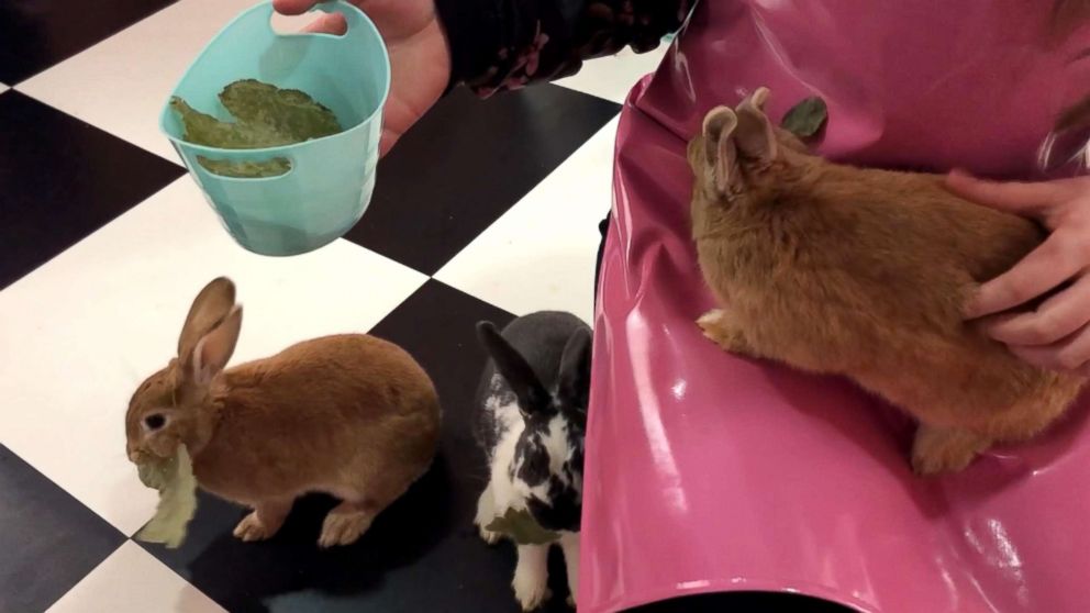 PHOTO: Cafes along Hongdae street in Seoul, South Korea let you interact with rabbits, sheep, raccoons and other animals.