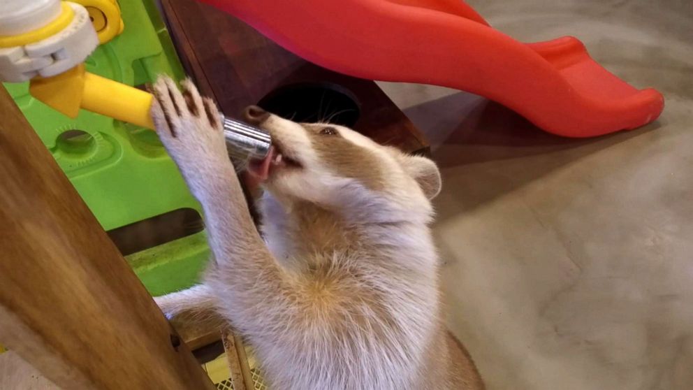 PHOTO: Cafes along Hongdae street in Seoul, South Korea let you interact with rabbits, sheep, raccoons and other animals.