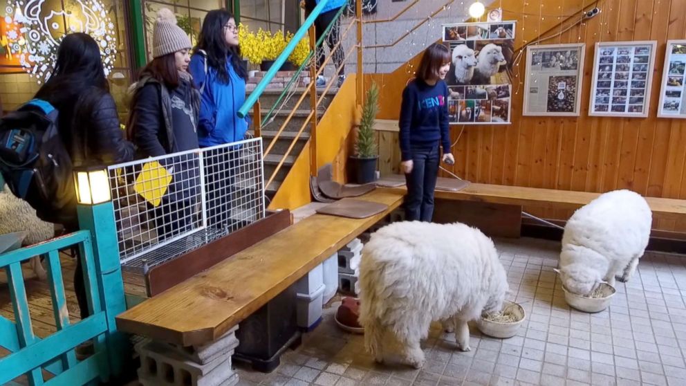 PHOTO: Cafes along Hongdae street in Seoul, South Korea let you interact with rabbits, sheep, raccoons and other animals.