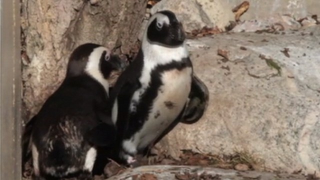 Gay Penguins To Be Reunited At Zoo Video Abc News