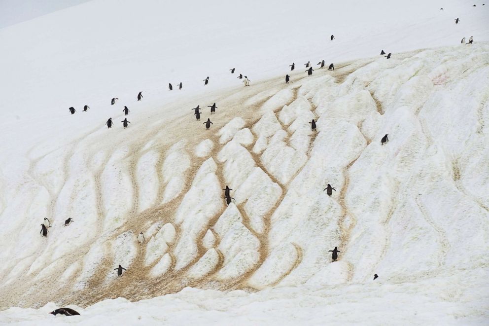 PHOTO: Penguins climb a mountain on Danco Island, Antarctica, Feb. 14, 2018.