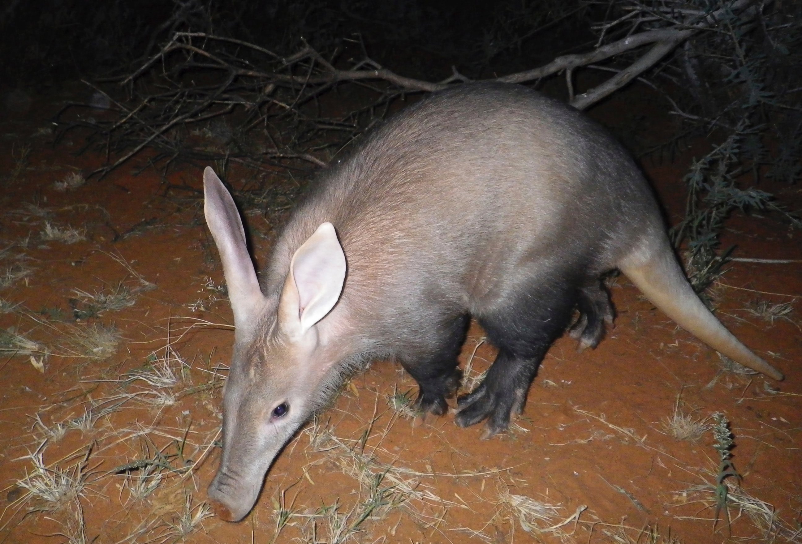 An aardvark, presumably of no relation to the one missing at the London Zoo, in a photo from the Tswalu Kalahari Reserve, South Africa, in April 2012. 