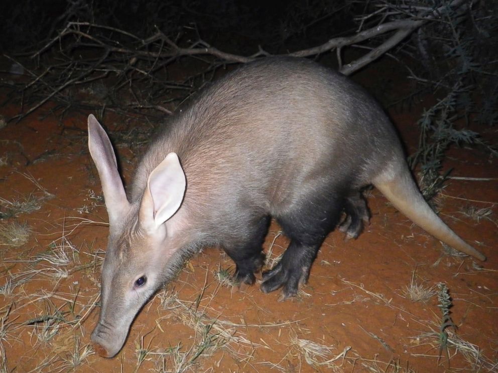 An aardvark, presumably of no relation to the one missing at the London Zoo, in a photo from the Tswalu Kalahari Reserve, South Africa, in April 2012. 