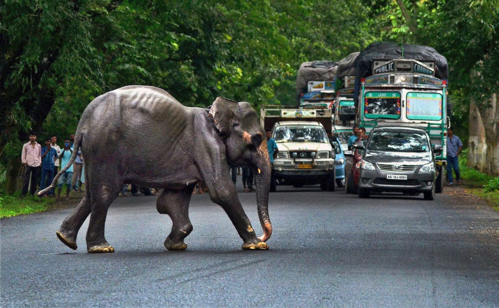 Слон и автомобиль