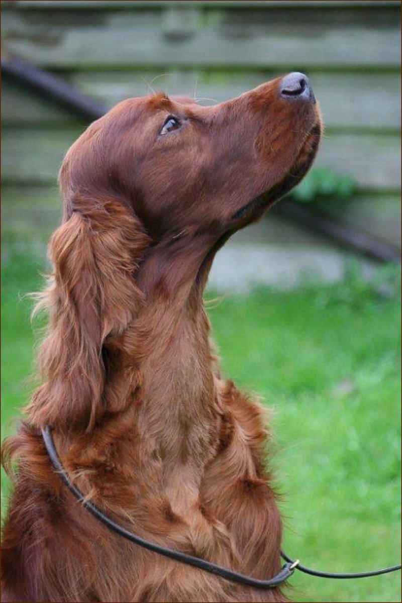 PHOTO: Irish Red Setter Thendara Satisfaction, known as Jagger, raises his head in this undated image, made available from Oakdene.Be on March 9, 2015.