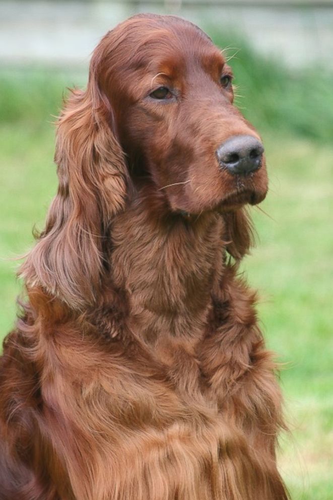 PHOTO: Irish Red Setter Thendara Satisfaction, known as Jagger, sits in this undated image made available from Oakdene.Be on March 9, 2015.